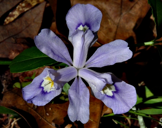 {Iris cristata}